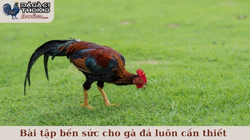 Một vài bài tập bền sức cho gà đá được nhiều sư kê tin dùng 4 Bài tập bền sức cho gà đá luôn cần thiết với mọi sư kê