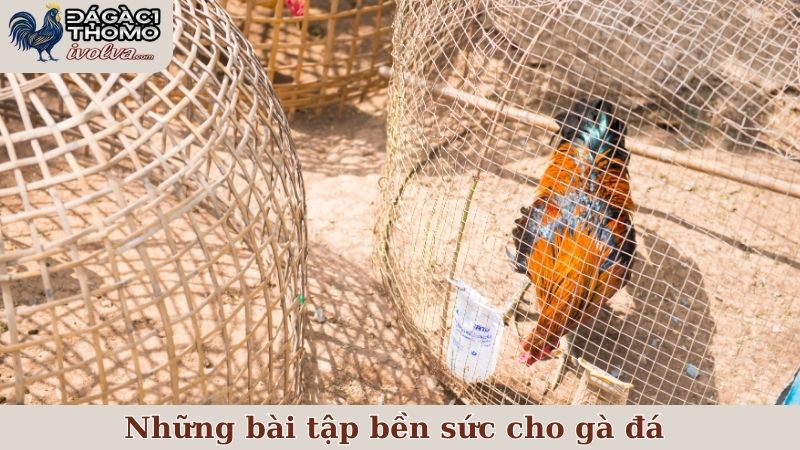 Một vài bài tập bền sức cho gà đá được nhiều sư kê tin dùng 5 Những bài tập bền sức cho gà đá mà mọi người nên áp dụng