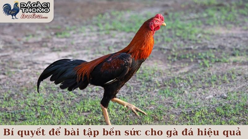 Một vài bài tập bền sức cho gà đá được nhiều sư kê tin dùng 6 Những bí quyết để bài tập bền sức cho gà đá hiệu quả hơn
