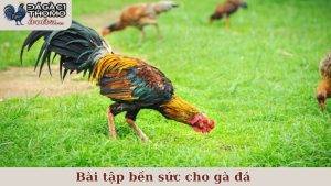 bài tập bền sức cho gà đá