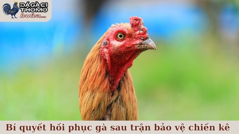 Bí quyết hồi phục gà sau trận hỗ trợ và bảo vệ chiến kê cực tốt