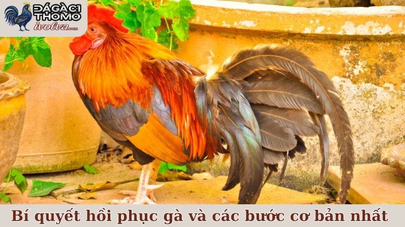 Bí quyết hồi phục gà sau trận và các bước cơ bản nhất