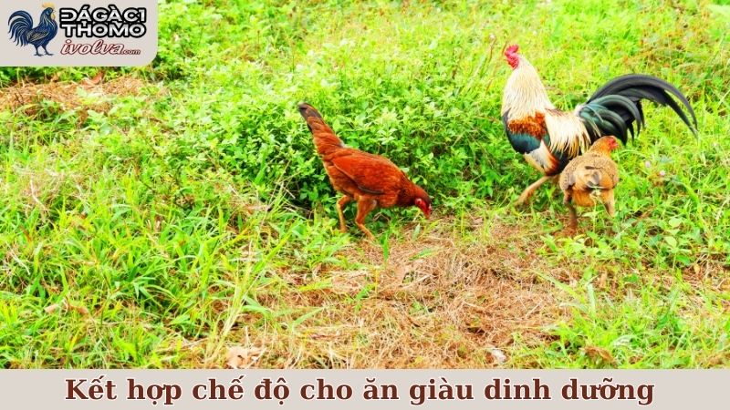 Bí quyết hồi phục gà sau trận kết hợp chế độ cho ăn giàu dinh dưỡng