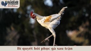 Bí quyết hồi phục gà sau trận