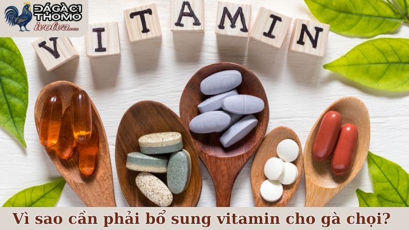 Lý do vì sao sư kê cần phải bổ sung vitamin cho gà chọi