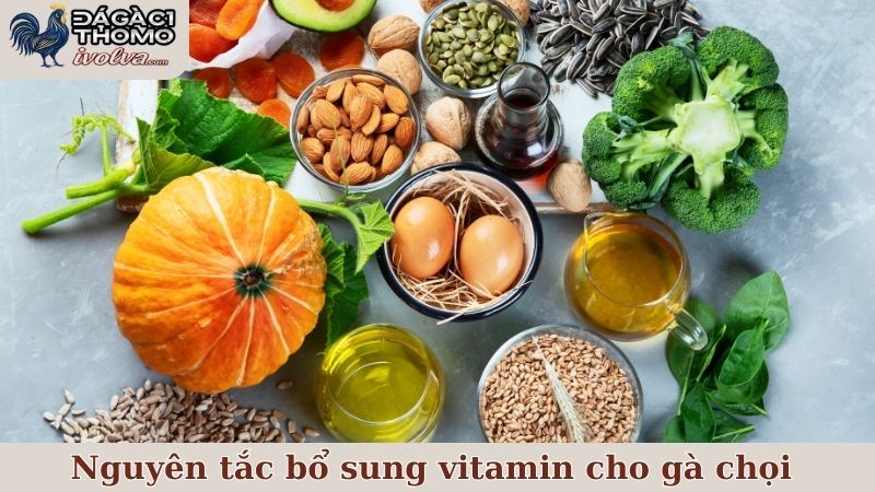 Những nguyên tắc cần biết trong quá trình bổ sung vitamin cho gà chọi