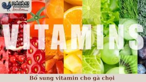 bổ sung vitamin cho gà chọi