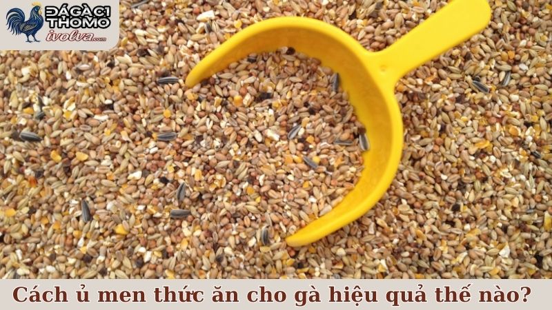 Cách ủ men thức ăn cho gà thế nào mới hiệu quả, an toàn? 4 Cách ủ men thức ăn cho gà có hiệu quả như thế nào?