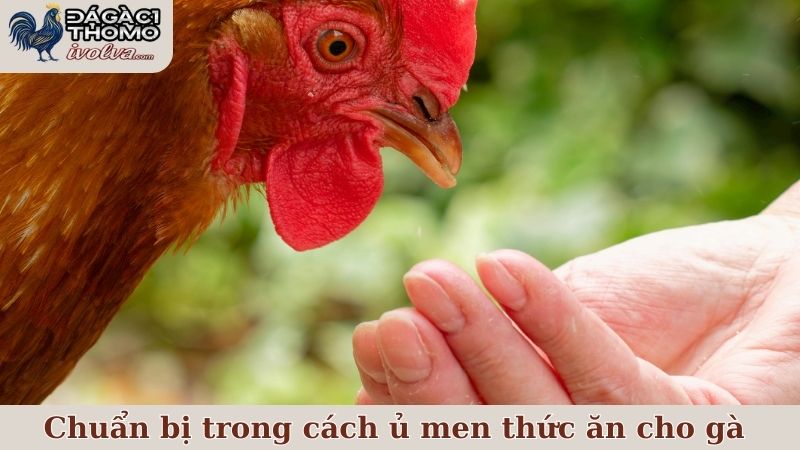 Cách ủ men thức ăn cho gà thế nào mới hiệu quả, an toàn? 5 Một vài thứ cần chuẩn bị trong cách ủ men thức ăn cho gà