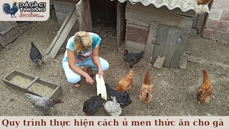 Cách ủ men thức ăn cho gà thế nào mới hiệu quả, an toàn? 6 Quy trình chuẩn để thực hiện cách ủ men thức ăn cho gà