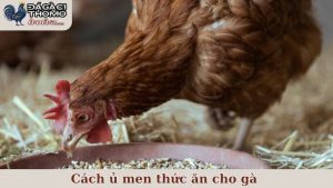 cách ủ men thức ăn cho gà