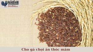cho gà chọi ăn thóc mầm