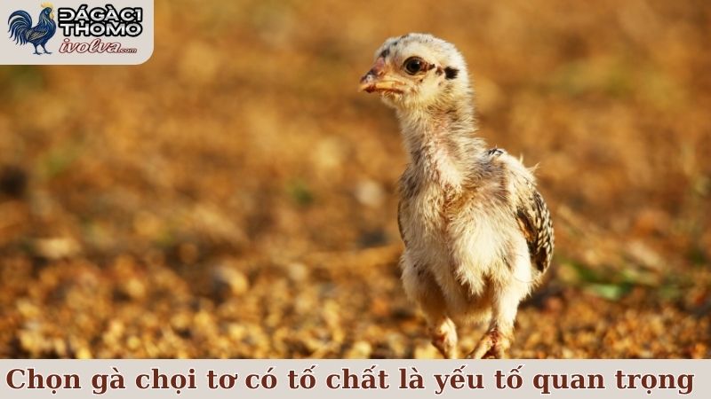 Chọn gà chọi tơ có tố chất là yếu tố quan trọng trong nền tảng sư kê