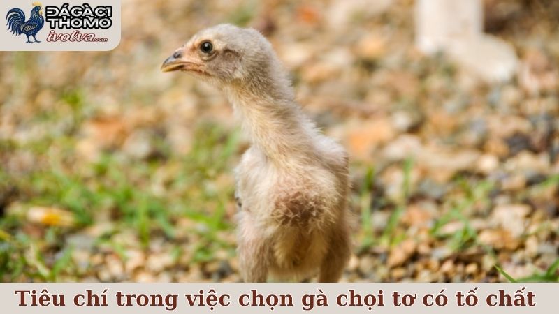 Những tiêu chí quan trọng nhất trong việc chọn gà chọi tơ có tố chất