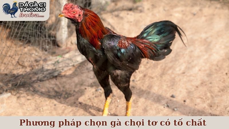 Những phương pháp hiệu quả để chọn gà chọi tơ có tố chất