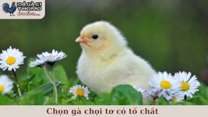chọn gà chọi tơ có tố chất