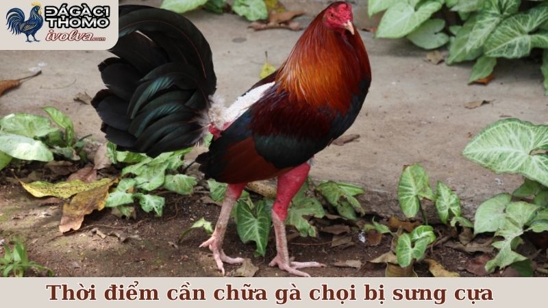 Nguyên nhân và một số dấu hiệu thời điểm cần chữa gà chọi bị sưng cựa