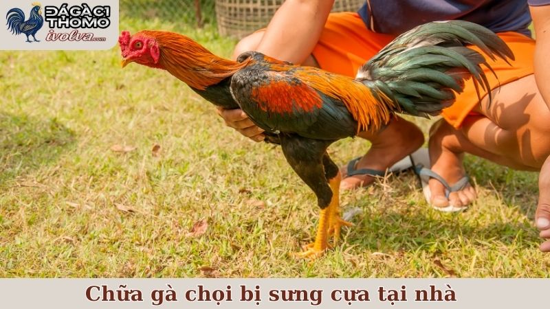 Chữa gà chọi bị sưng cựa với những nguyên liệu đơn giản tại nhà