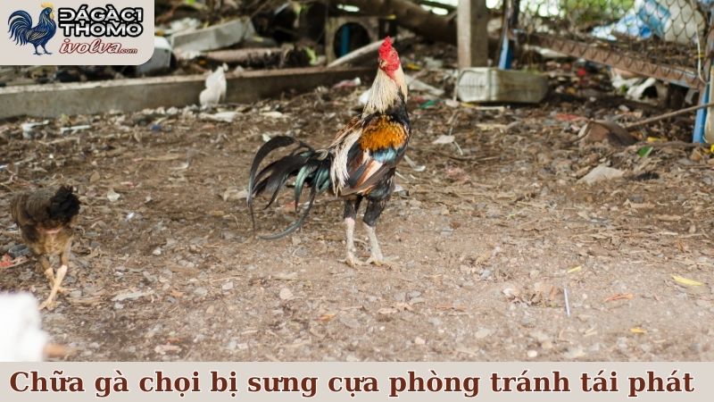 Chữa gà chọi bị sưng cựa và phương pháp phòng tránh tái phát hiệu quả