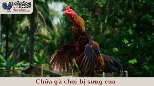 Chữa gà chọi bị sưng cựa