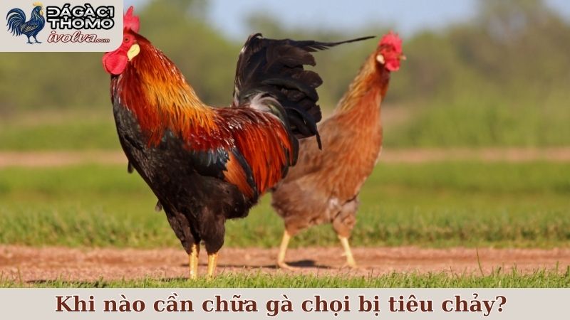 Nhận biết thời điểm khi nào cần chữa gà chọi bị tiêu chảy