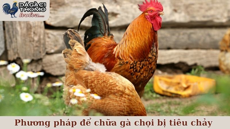 Một số phương pháp hiệu quả để chữa gà chọi bị tiêu chảy