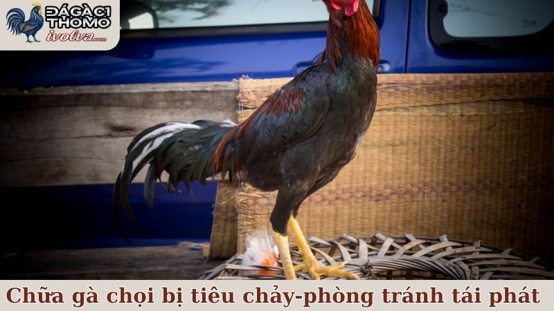 Chữa gà chọi bị tiêu chảy xong vẫn cần phòng tránh nó tái phát