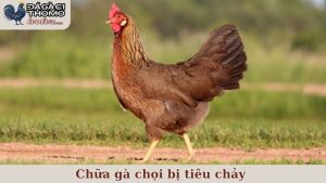 chữa gà chọi bị tiêu chảy