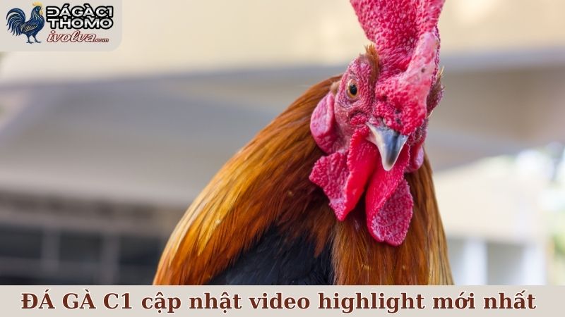 ĐÁ GÀ C1 cập nhật video highlight mới nhất từ các trận đấu đỉnh cao