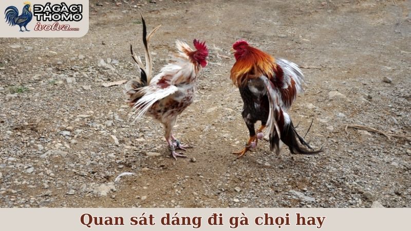 Quan sát dáng đi gà chọi hay là một kỹ năng quan trọng của sư kê