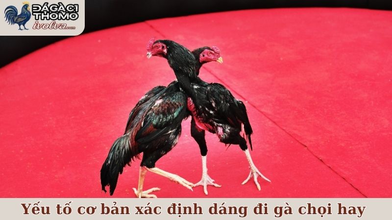 Những yếu tố cơ bản nhất để xác định dáng đi gà chọi hay