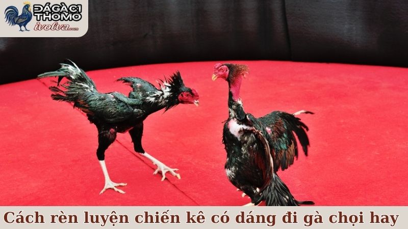 Cách rèn luyện để một chiến kê sở hữu dáng đi gà chọi hay