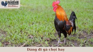 dáng đi gà chọi hay