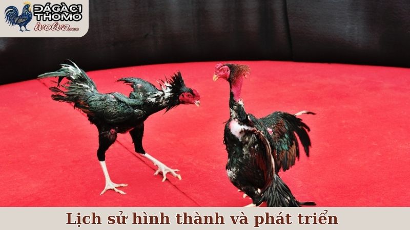 Giới thiệu về lịch sử hình thành và phát triển của ĐÁ GÀ C1
