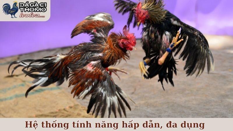 Hệ thống tính năng hấp dẫn, đa dụng của website ĐÁ GÀ C1