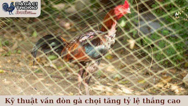 Kỹ thuật vần đòn gà chọi áp dụng tốt có thể tăng tỷ lệ thắng cao