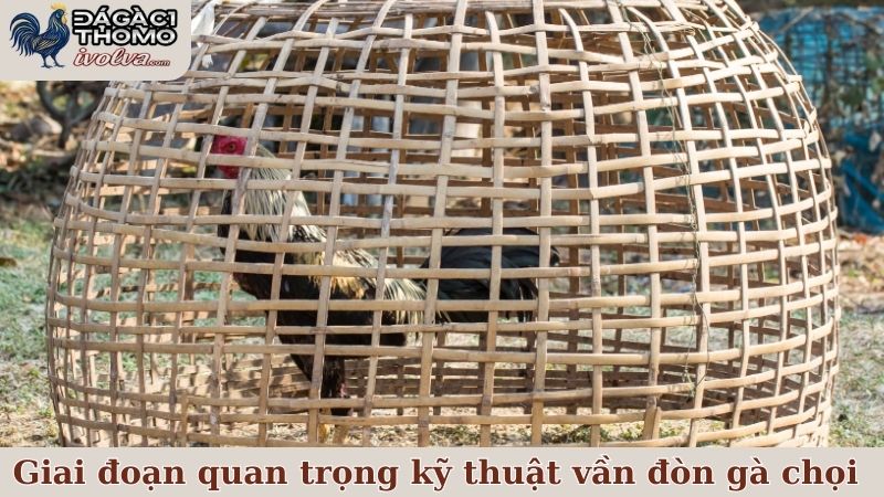 Các giai đoạn quan trọng nhất trong kỹ thuật vần đòn gà chọi