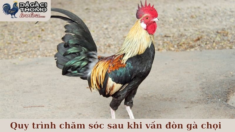 Quy trình chăm sóc sau khi áp dụng kỹ thuật vần đòn gà chọi