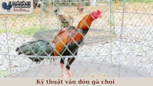 Kỹ thuật vần đòn gà chọi