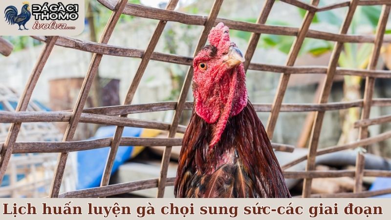 Lịch huấn luyện gà chọi sung sức và tăng cường hiệu quả 5 Lịch huấn luyện gà chọi sung sức và các giai đoạn cần ưu tiên