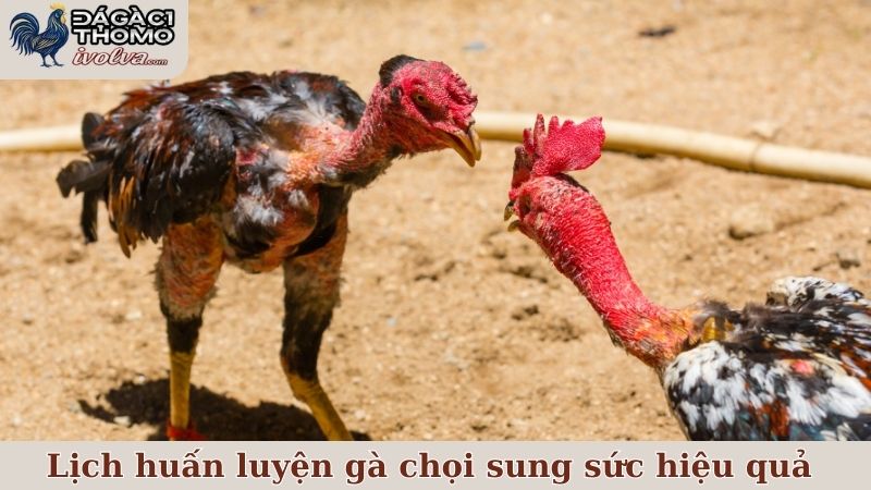 Lịch huấn luyện gà chọi sung sức và tăng cường hiệu quả 6 Những yếu tố kết hợp để lịch huấn luyện gà chọi sung sức hiệu quả hơn