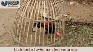 Lịch huấn luyện gà chọi sung sức