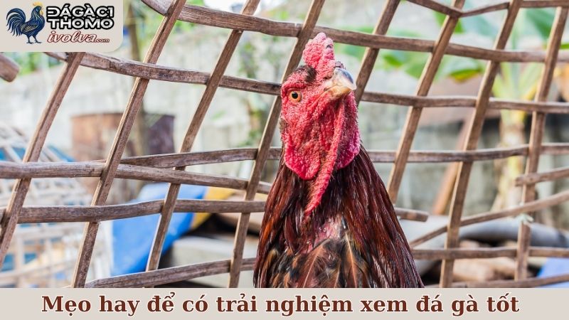 Lưu ý một số mẹo hay để có trải nghiệm xem đá gà tốt hơn tại ĐÁ GÀ C1