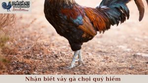 nhận biết vảy gà chọi quý hiếm