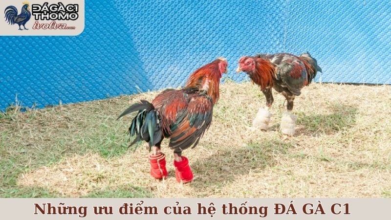 Những ưu điểm vượt trội của hệ thống ĐÁ GÀ C1