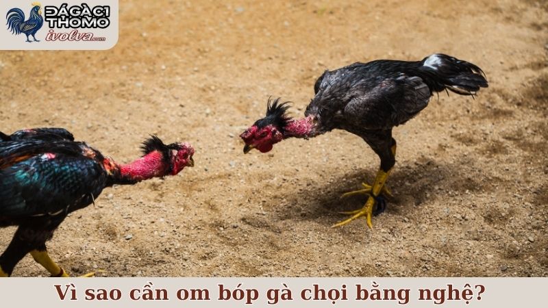 Hướng dẫn cách om bóp gà chọi bằng nghệ các bước đơn giản 4 Lý do vì sao sư kê cần om bóp gà chọi bằng nghệ