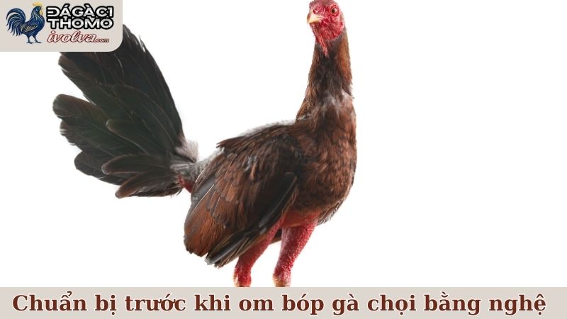 Hướng dẫn cách om bóp gà chọi bằng nghệ các bước đơn giản 5 Chuẩn bị một vài thứ trước khi om bóp gà chọi bằng nghệ
