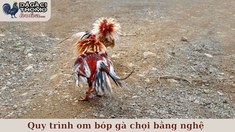 Hướng dẫn cách om bóp gà chọi bằng nghệ các bước đơn giản 6 Quy trình om bóp gà chọi bằng nghệ đúng chuẩn sư kê