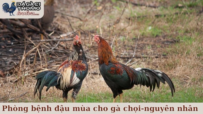 Phòng bệnh đậu mùa cho gà chọi và những nguyên nhân quan trọng nhất