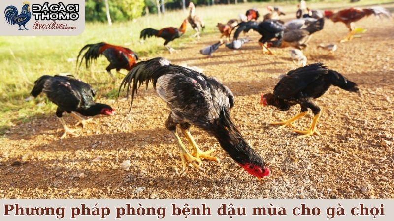 Tổng hợp một số phương pháp phòng bệnh đậu mùa cho gà chọi hay